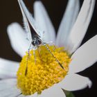 Faulbaum-Bläuling, Celastrina Argiolus, Holly Blue