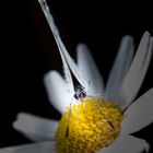 Faulbaum-Bläuling, Celastrina Argiolus, Holly Blue