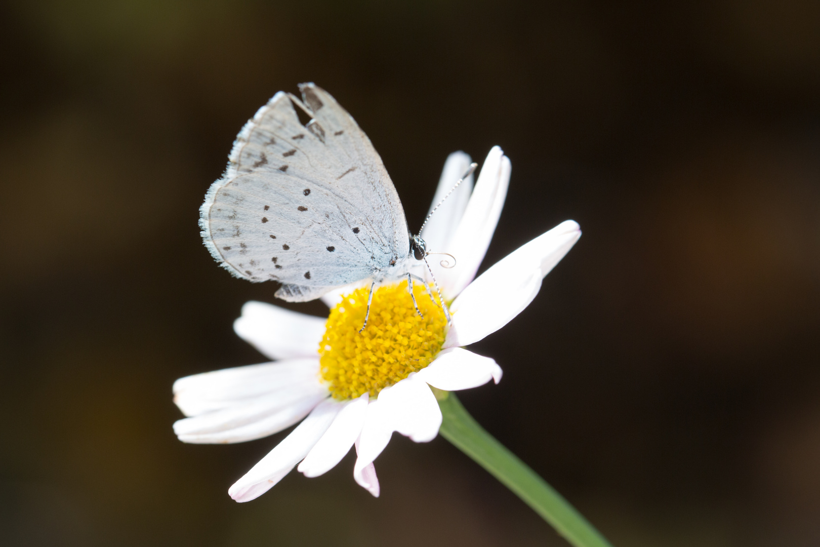 Faulbaum-Bläuling, Celastrina Argiolus, Holly Blue FN3A6025