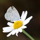 Faulbaum-Bläuling, Celastrina Argiolus, Holly Blue FN3A6025