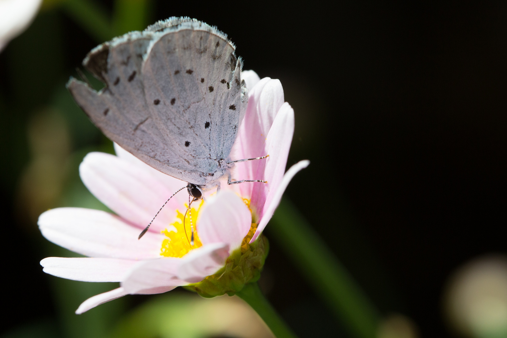 Faulbaum-Bläuling, Celastrina Argiolus, Holly Blue FN3A6031