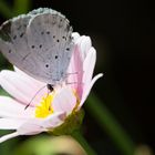 Faulbaum-Bläuling, Celastrina Argiolus, Holly Blue FN3A6031