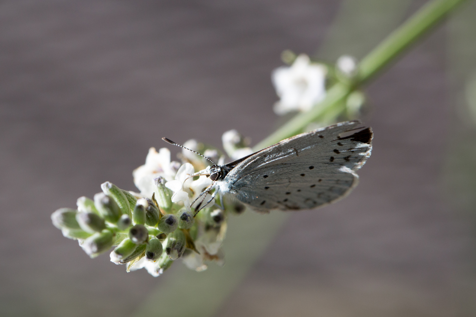 Faulbaum-Bläuling, Celastrina Argiolus, Holly Blue FN3A6038-2