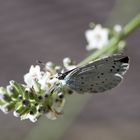 Faulbaum-Bläuling, Celastrina Argiolus, Holly Blue FN3A6038-2