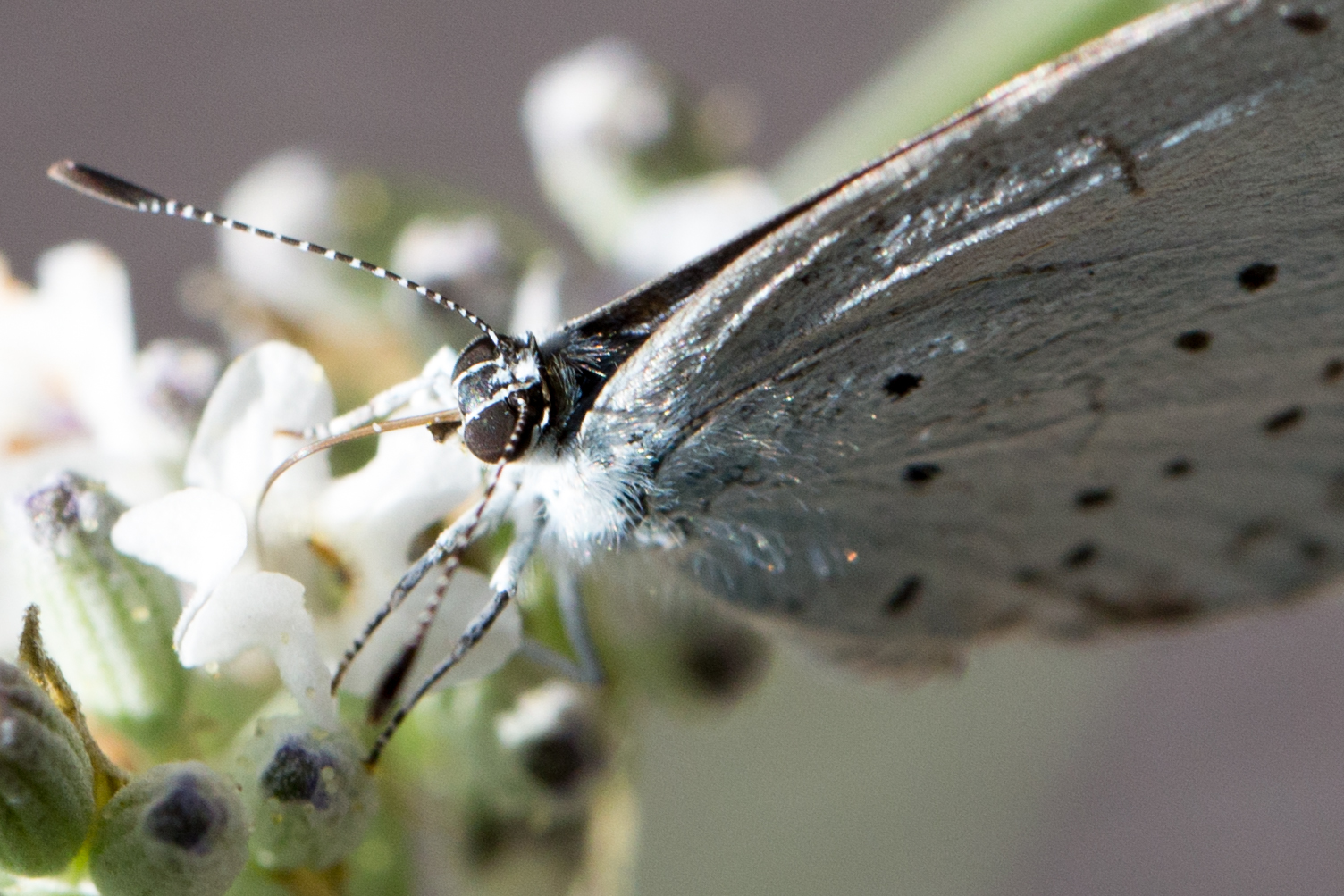 Faulbaum-Bläuling, Celastrina Argiolus, Holly Blue FN3A6038