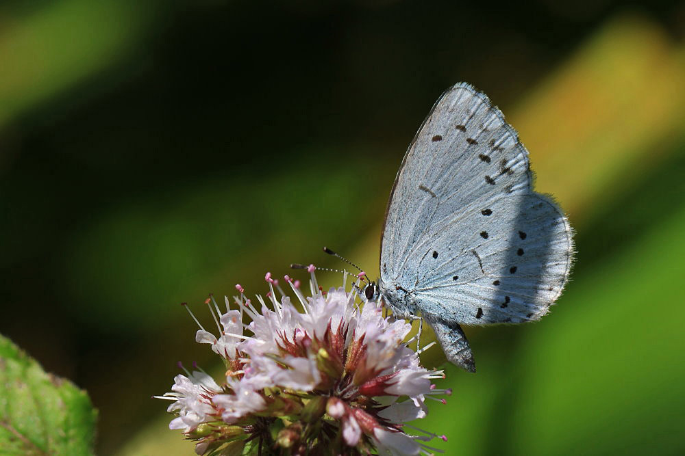 Faulbaum-Bläuling [Celastrina argiolus] - Weibchen