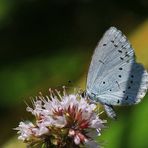 Faulbaum-Bläuling [Celastrina argiolus] - Weibchen