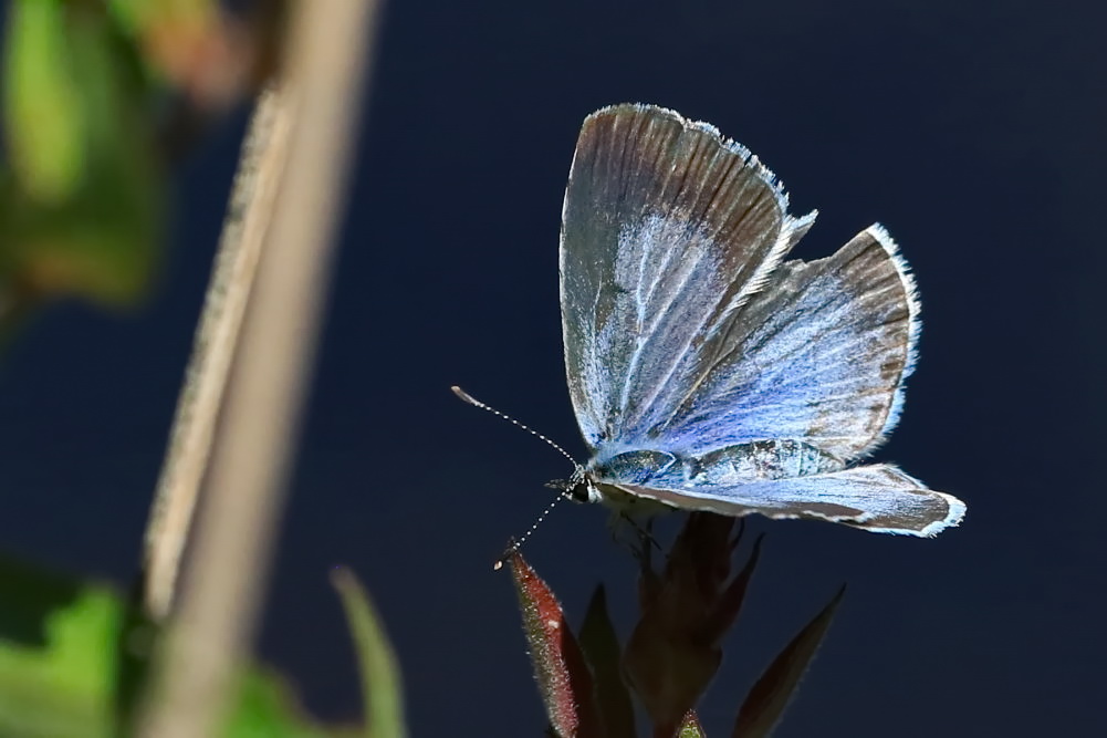 Faulbaum-Bläuling [Celastrina argiolus] - Weibchen