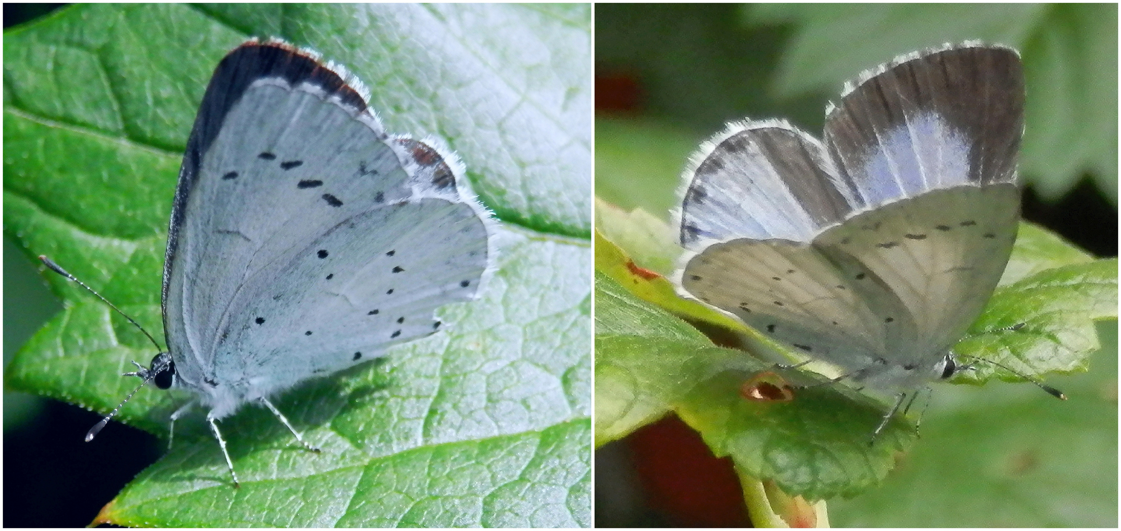 Faulbaum-Bläuling (Celastrina argiolus) - Weibchen