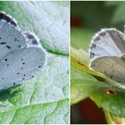 Faulbaum-Bläuling (Celastrina argiolus) - Weibchen