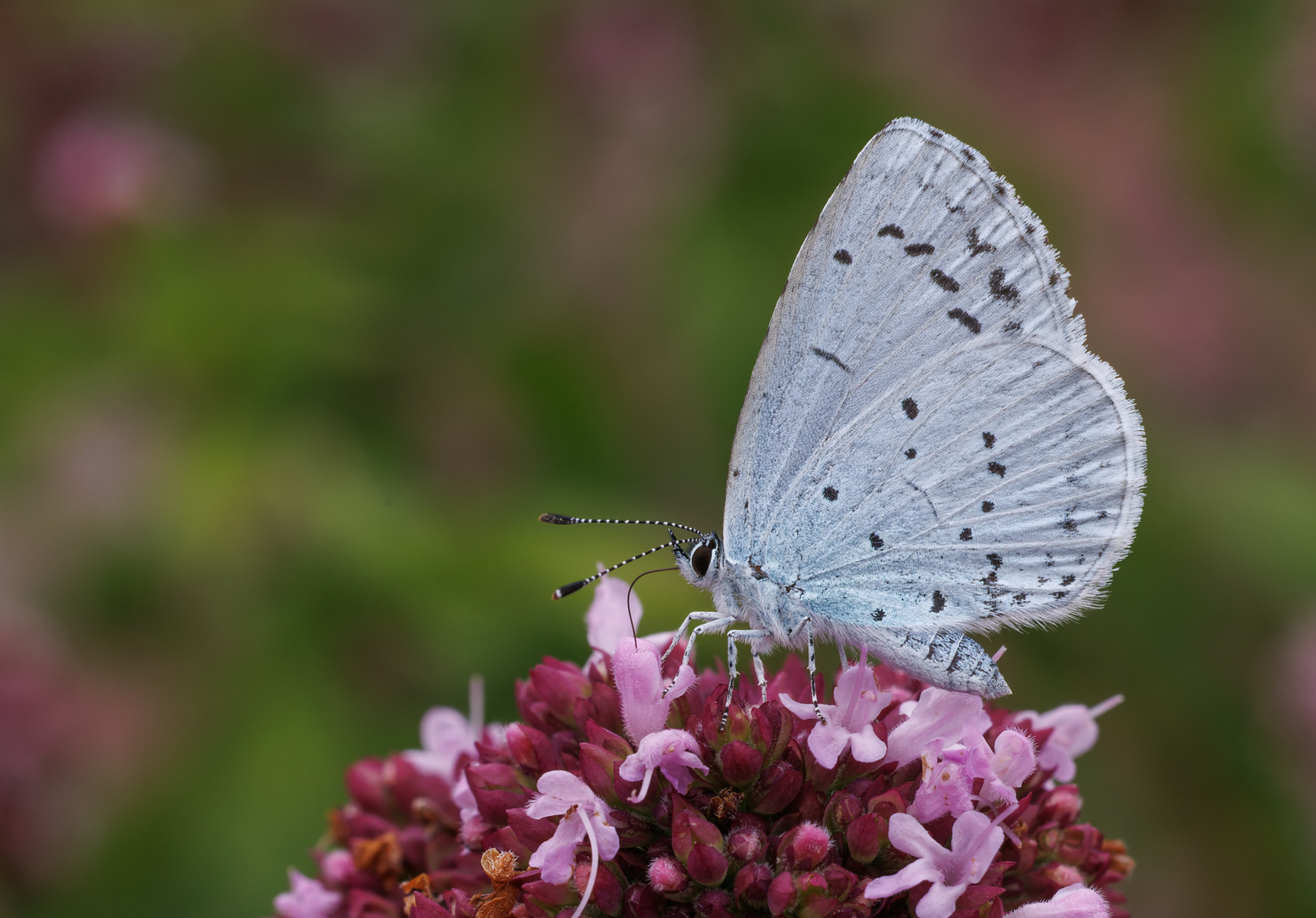 Faulbaum-Bläuling (Celastrina argiolus) Weibchen