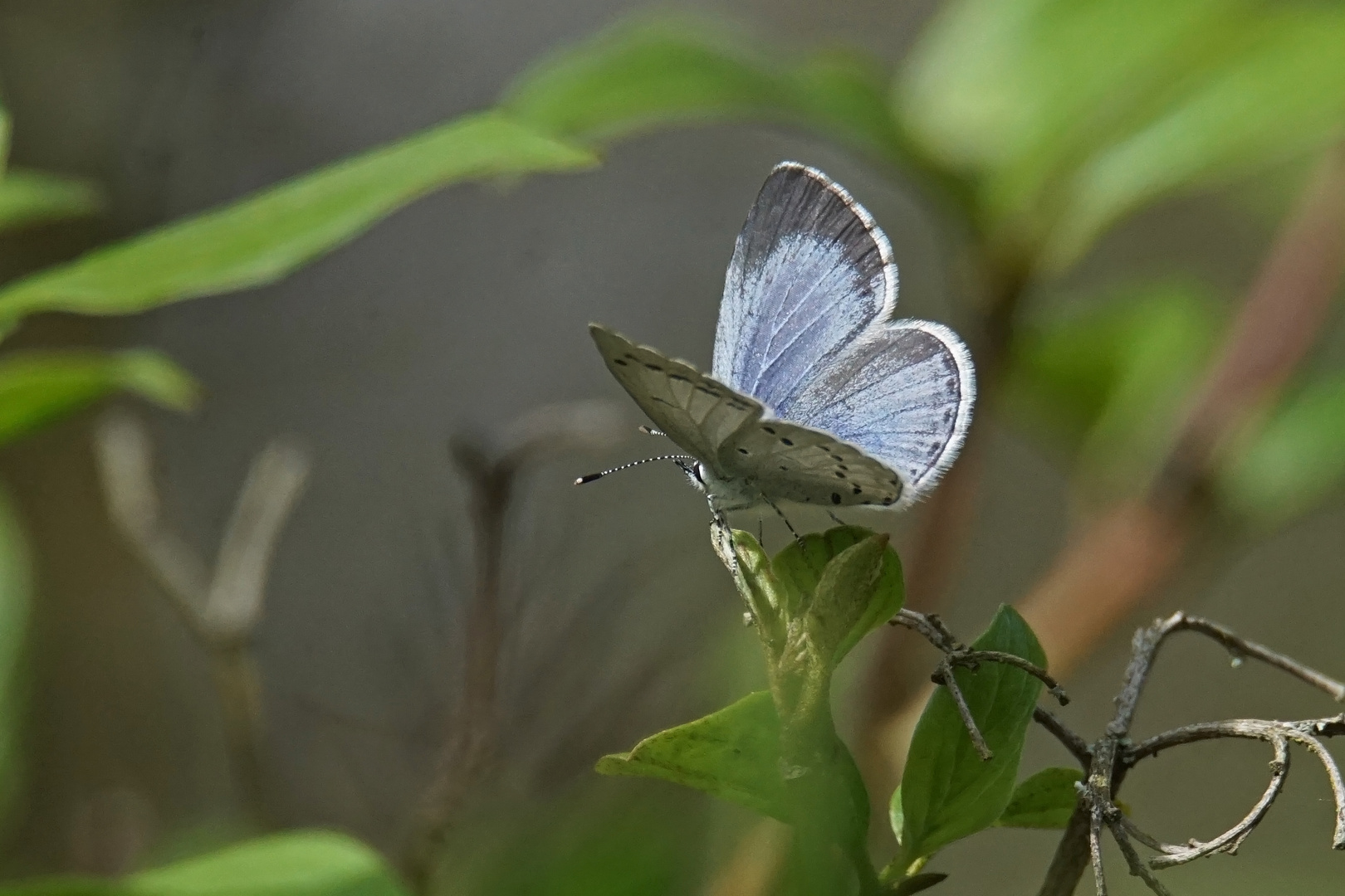 Faulbaum-Bläuling (Celastrina argiolus), Weibchen