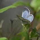 Faulbaum-Bläuling (Celastrina argiolus), Weibchen