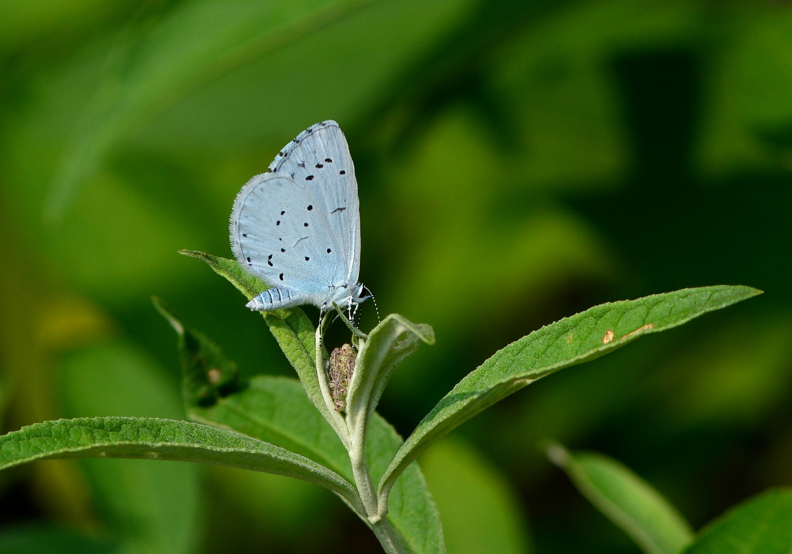 #... Faulbaum-Bläuling (celastrina Ariilus ) ......#