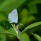 #... Faulbaum-Bläuling (celastrina Ariilus ) ......#