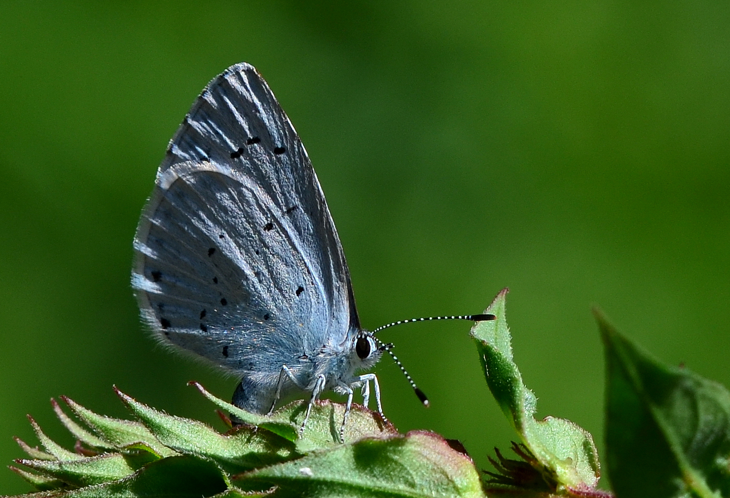 --- Faulbaum-Bläuling (celastrina Ariilus ) ...................