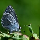 --- Faulbaum-Bläuling (celastrina Ariilus ) ...................