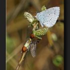 Faulbaum-Bläuling (Celestrina argiolus)