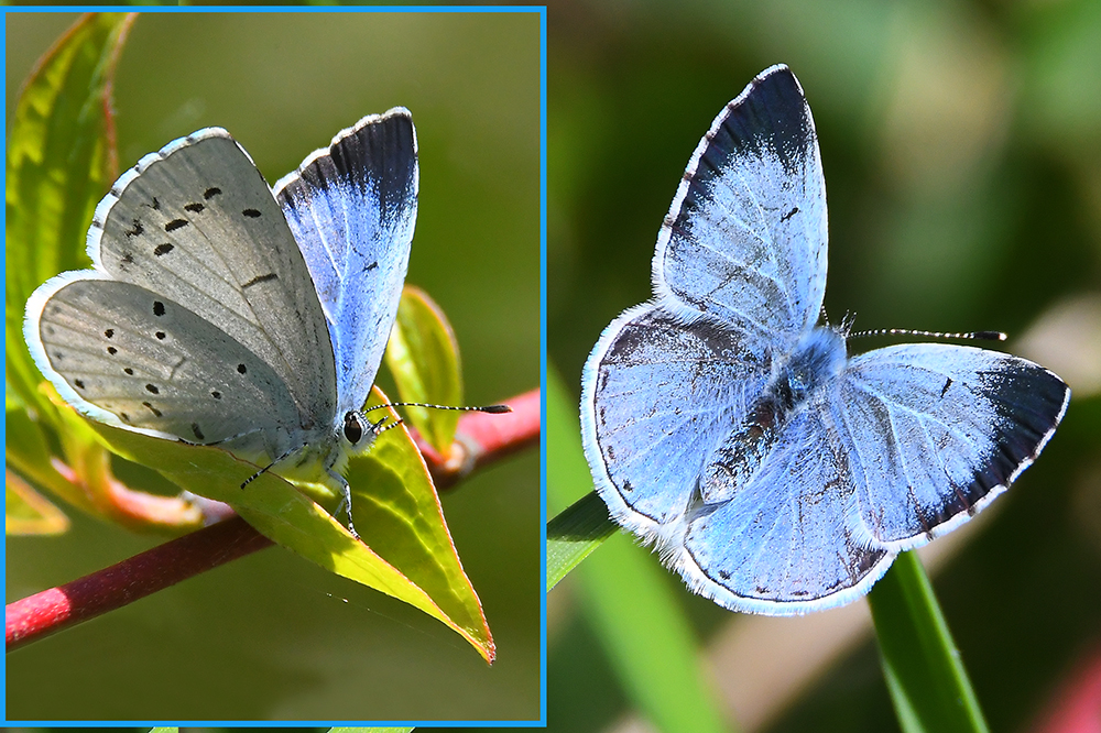 Faulbaum-Bläuling (Celestrina argiolus) Weibchen