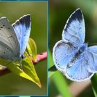 Faulbaum-Bläuling (Celestrina argiolus) Weibchen