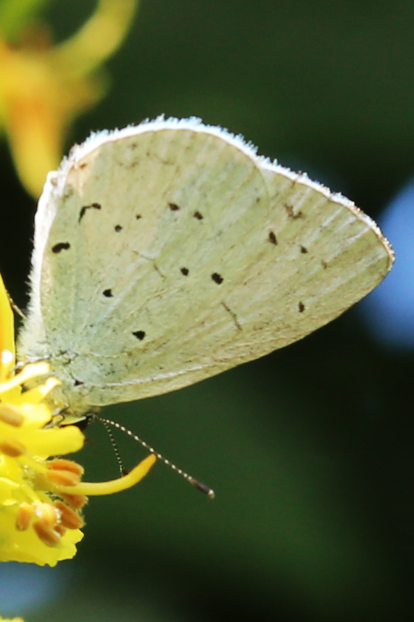 Faulbaum-Bläuling (Celestrino argiolus)