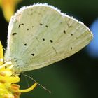 Faulbaum-Bläuling (Celestrino argiolus)