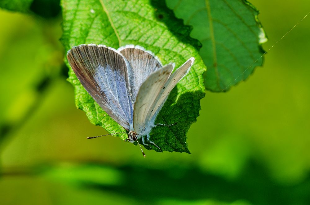 Faulbaum-Bläuling, Weibchen (Celastrina argiolus)