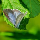 Faulbaum-Bläuling, Weibchen (Celastrina argiolus)