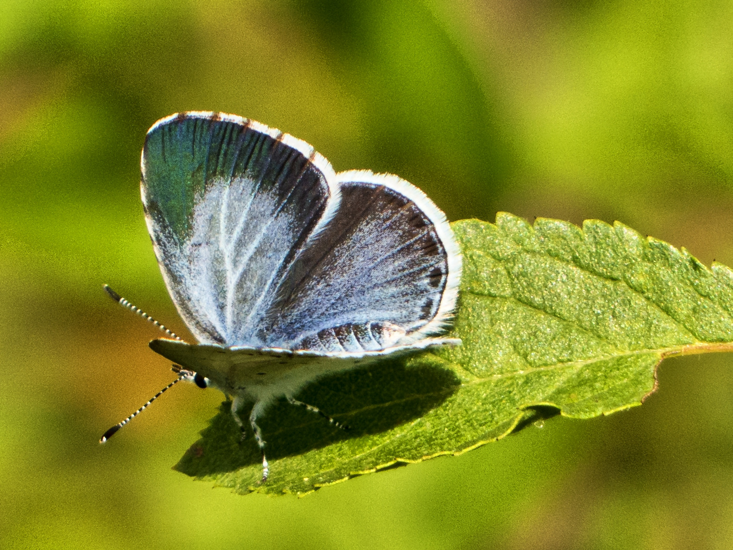 Faulbaum-Bläuling, Weibchen (Celastrina argiolus)