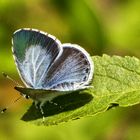 Faulbaum-Bläuling, Weibchen (Celastrina argiolus)