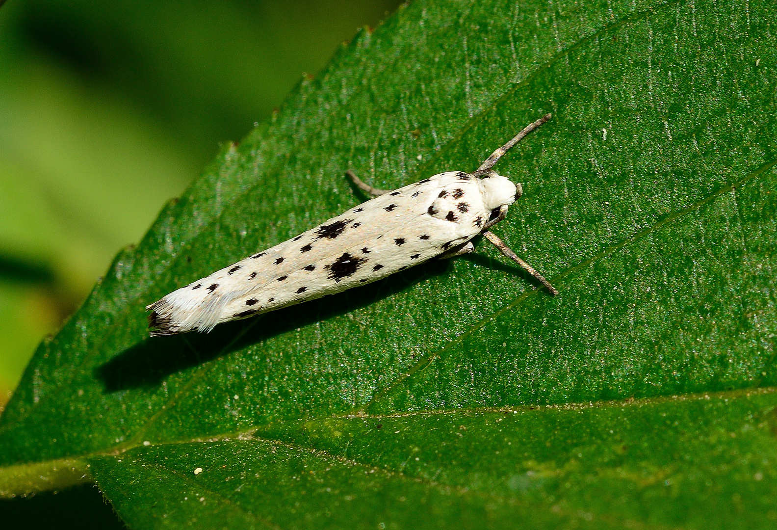 Faulbaum-Gespinstmotte