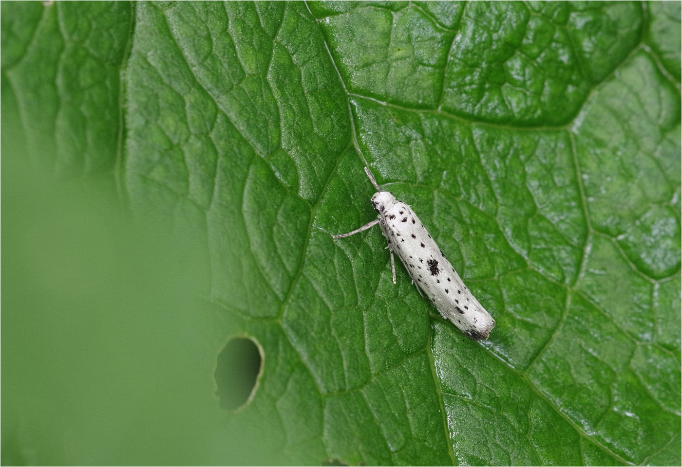 Faulbaum-Gespinstmotte (Yponomeuta plumbella)