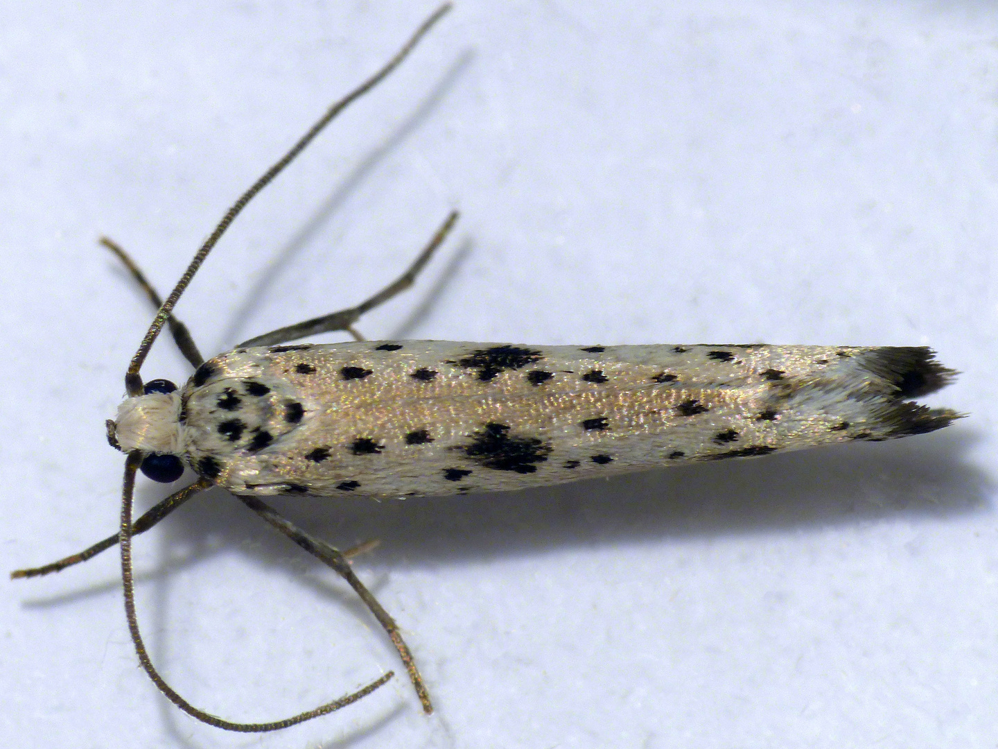 Faulbaum-Gespinstmotte (Yponomeuta plumbella)