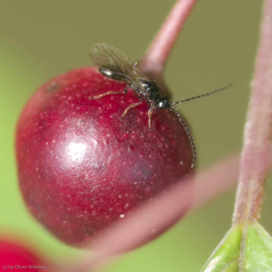 Faulbaumbeere mit Fliege