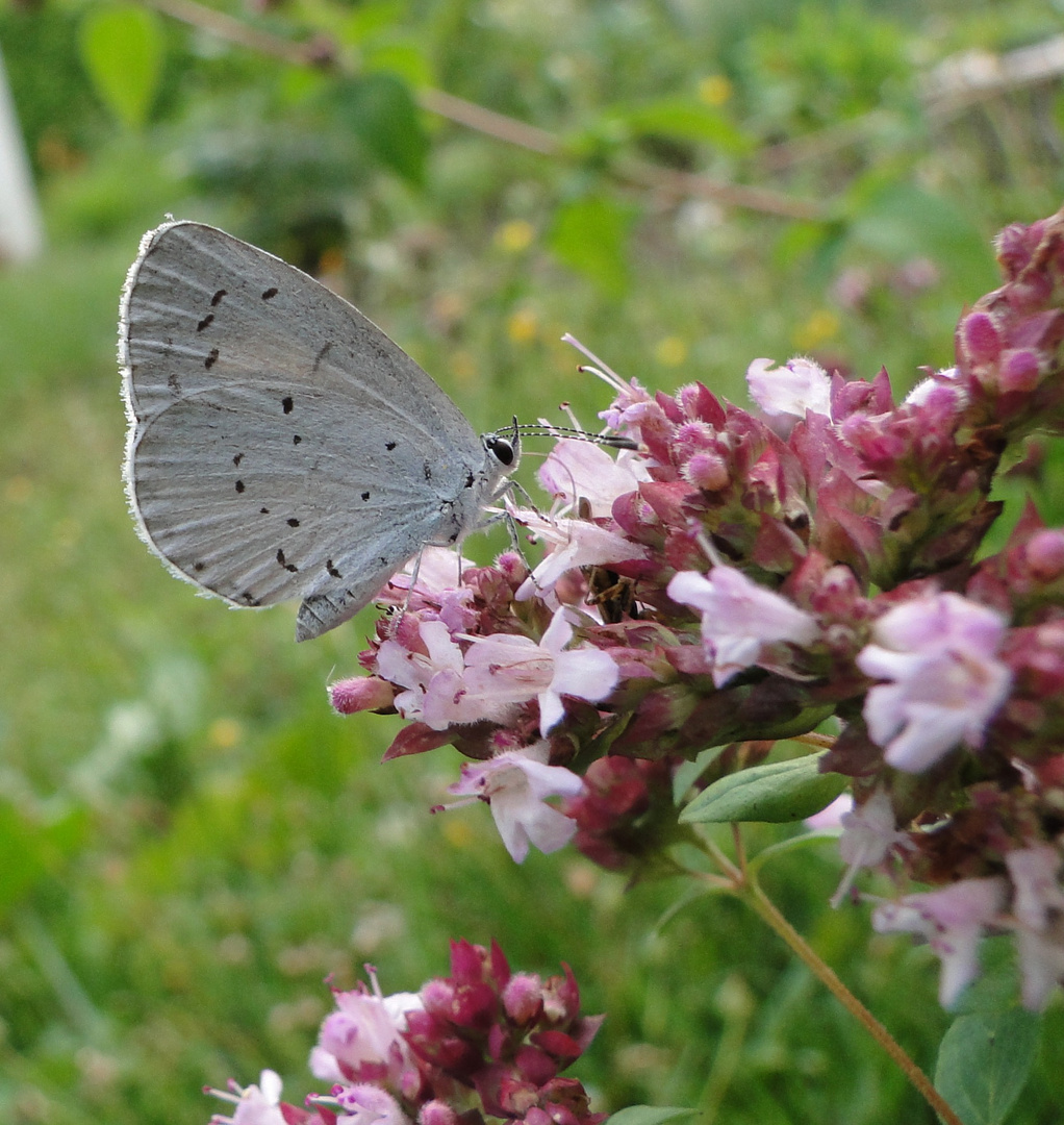 Faulbaumbläuling auf Oregano-Blüte