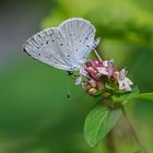 Faulbaumbläuling beim Nektarschlürfen