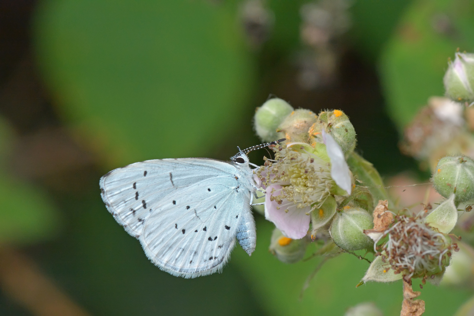 Faulbaumblaeuling (Celastrina argiolus)