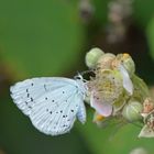 Faulbaumblaeuling (Celastrina argiolus)