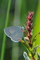 Faulbaumbläuling (Celastrina argiolus)