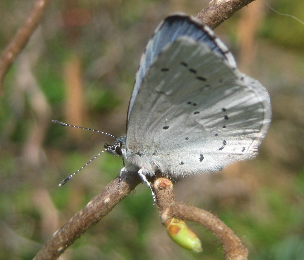 Faulbaumbläuling (Celastrina argiolus) 