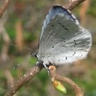 Faulbaumbläuling (Celastrina argiolus) 