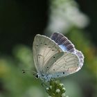 Faulbaumbläuling,  Celastrina argiolus