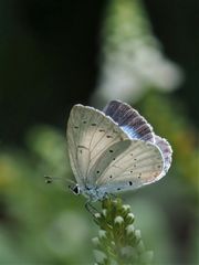 Faulbaumbläuling,  Celastrina argiolus