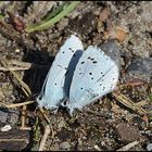 Faulbaumbläuling - Celastrina argiolus