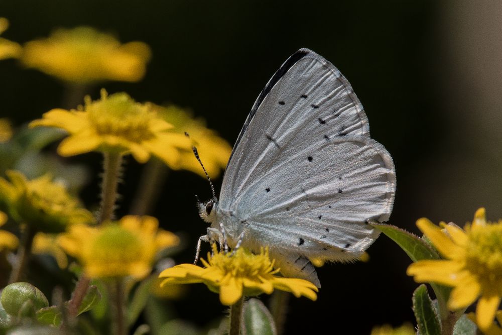 Faulbaumbläuling, Celastrina argiolus.