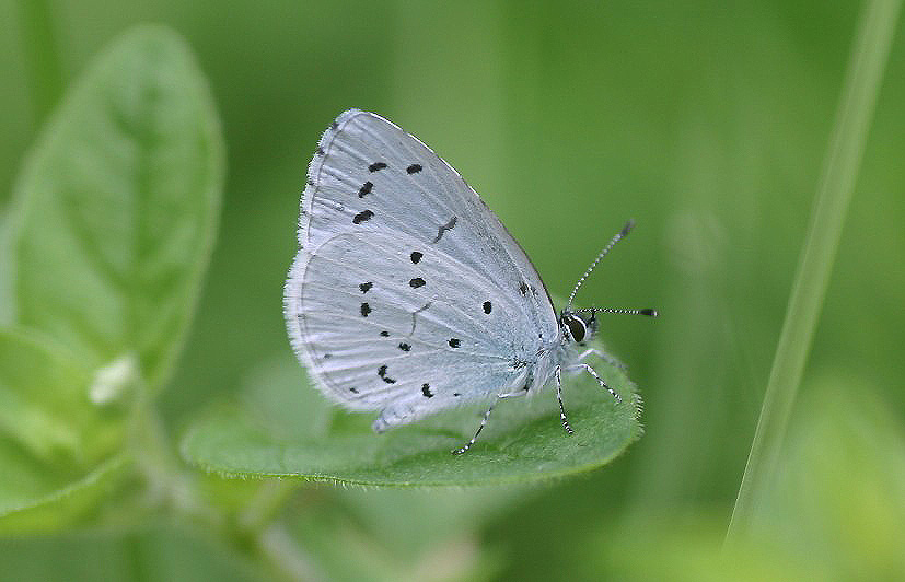 Faulbaumbläuling - Celastrina argiolus