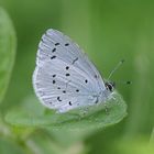 Faulbaumbläuling - Celastrina argiolus