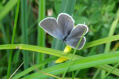 Faulbaumbläuling (Celastrina argiolus)