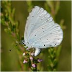 Faulbaumbläuling - Celastrina argiolus