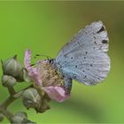 "Faulbaumbläuling" (Celastrina argiolus)